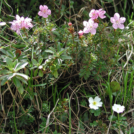 Rhododendron chamaecystus