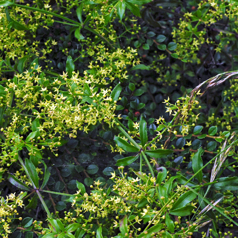 Rubia peregrina whole