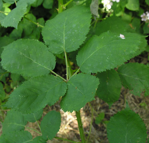 Rubus armeniacus leaves
