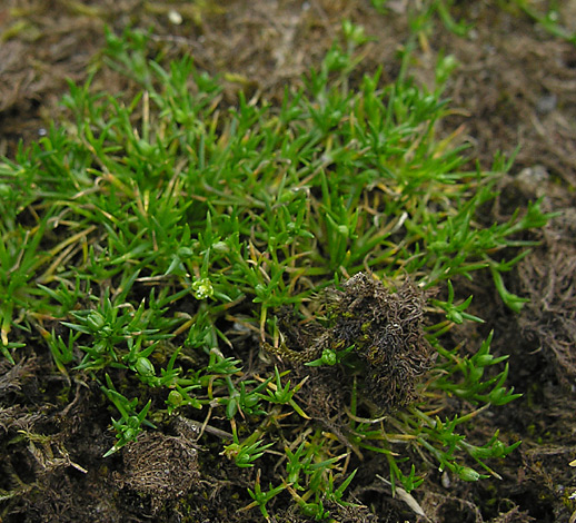 Sagina procumbens