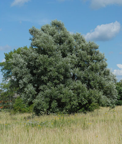 Salix alba whole