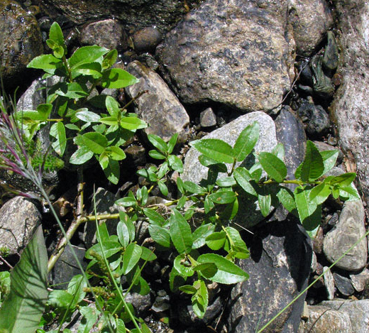 Salix arbuscula whole