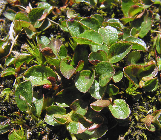 Salix herbacea