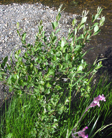 Salix x ludificans