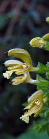 Salvia glutinosa side
