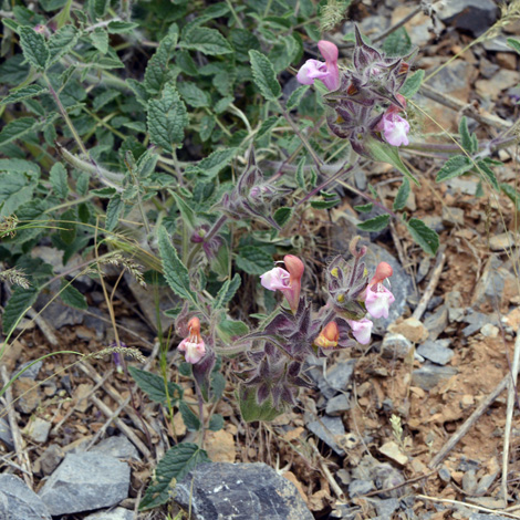Salvia trichoclada whole