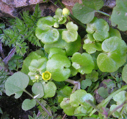 Saxifraga cymbalaria