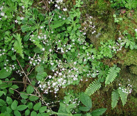 Saxifraga spathulsris