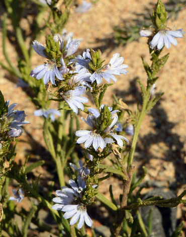 Scaevola thesioides close