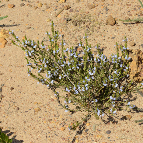 Scaevola thesioides whole