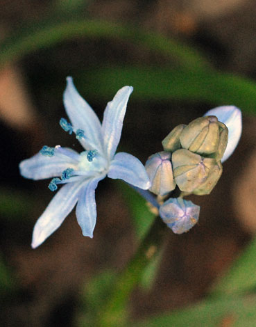 Scilla bithynica close