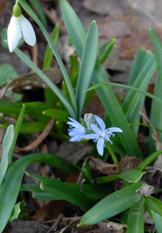 Scilla bithynica whole