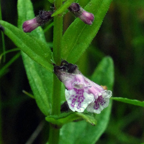 Scutellaria minor flower