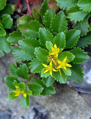 Sedum kamtschaticum close