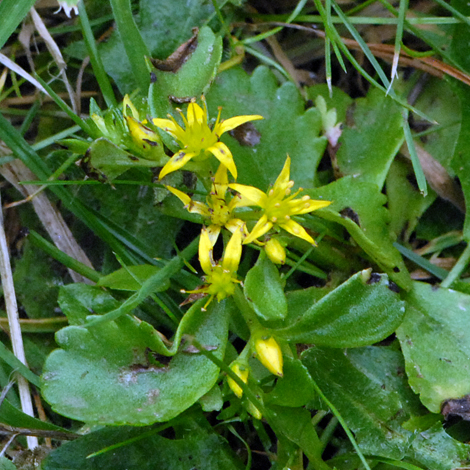 Sedum kamtschaticum whole