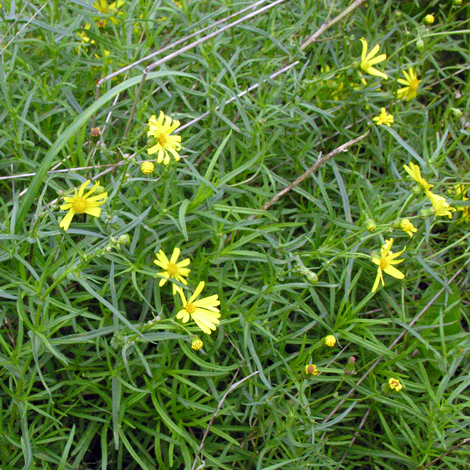 Senecio inaequidens whole