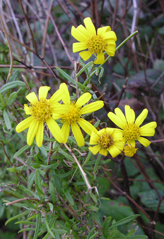 Senecio inaequidens close