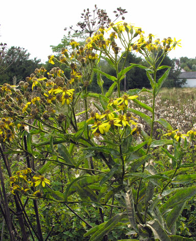 Senecio sarracenicus whole