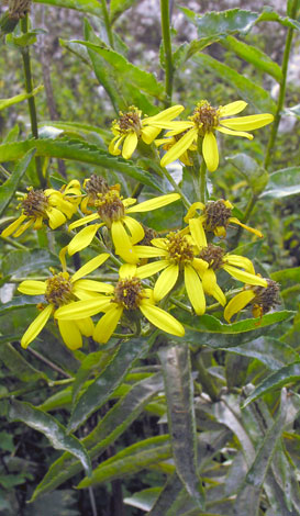 Senecio sarracenicus close