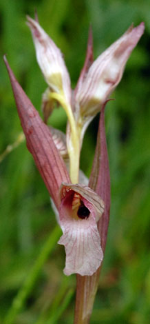 Serapias lingua front close