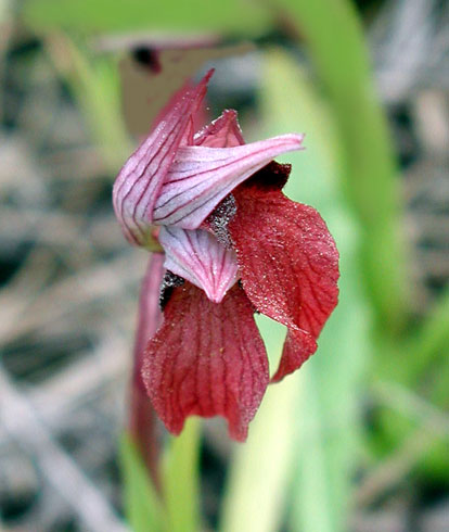 Serapias vomeracea ssp orientalis