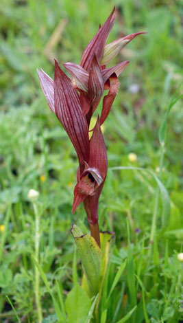 Serapias vomeracea whole