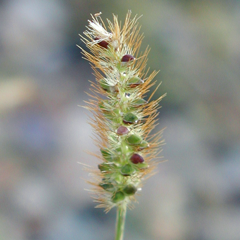 Setaria pumila