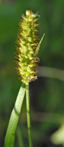 Setaria pumila whole