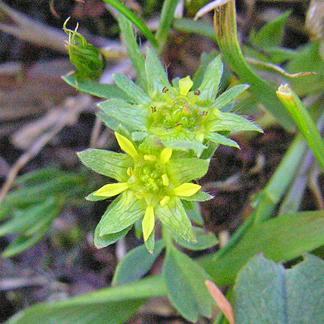 Sibbaldia procumbens