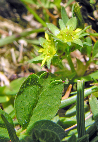 Sibbaldia procumbens