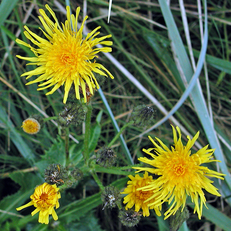 Sonchus arvensis close