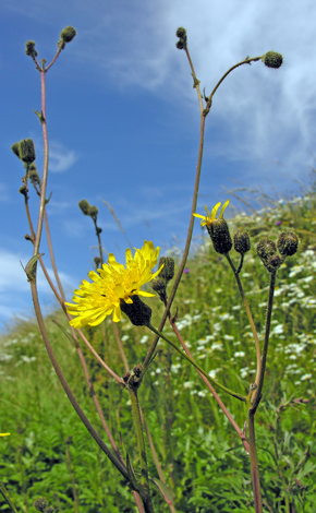 Sonchus arvensis whole