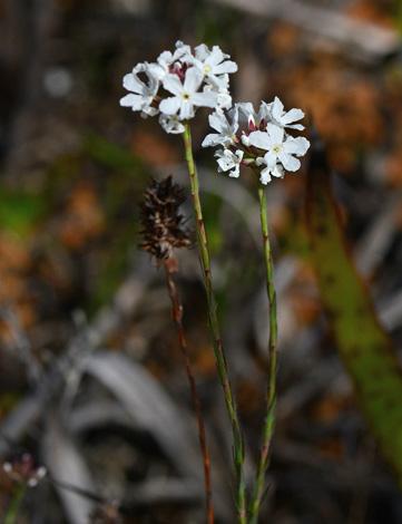 Sphenotoma gracilis close