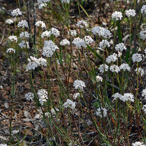 Sphenotoma gracilis whole