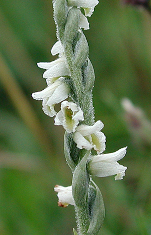 Spiranthes spiralis close