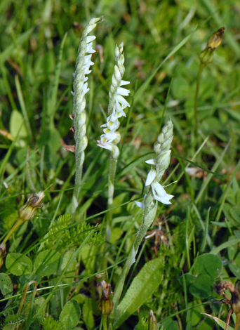 Spiranthes spiralis group