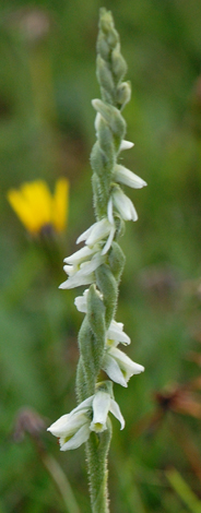 Spiranthes spiralis whole