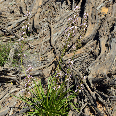 Stylidium confluens whole
