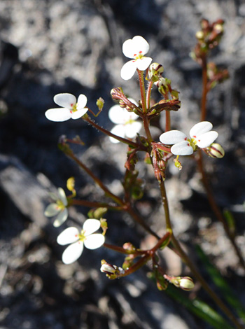 Stylidium rigidulum close