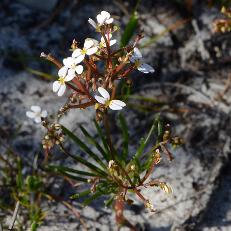 Stylidium rigidulum whole
