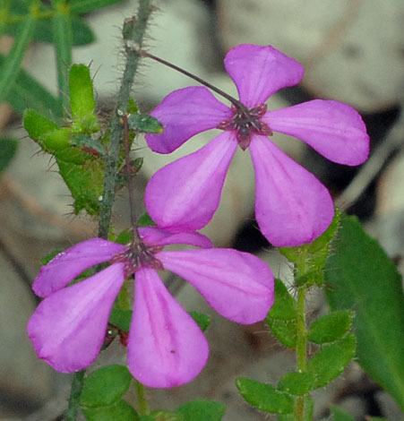 Tetratheca hirsuta flower