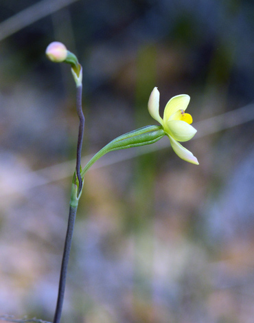 Thelymitra flexuosa close