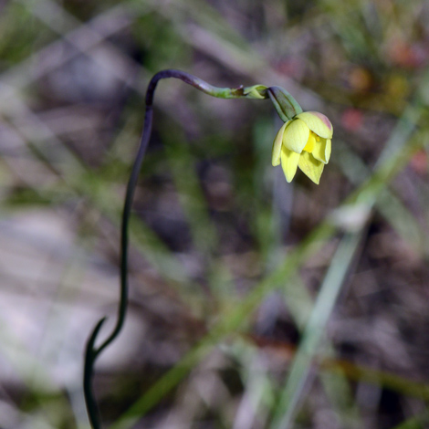 Thelymitra flexuosa whole