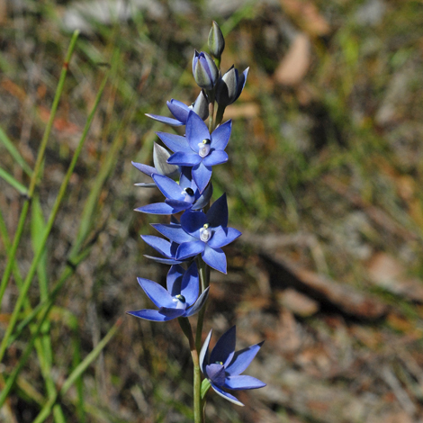 Thelymitra macrophylla close