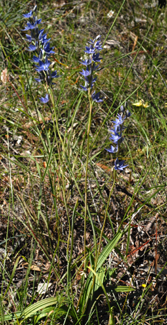 Thelymitra macrophylla whole