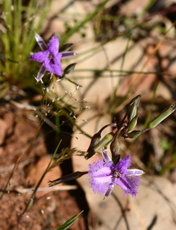 Thysanotus multiflorus close