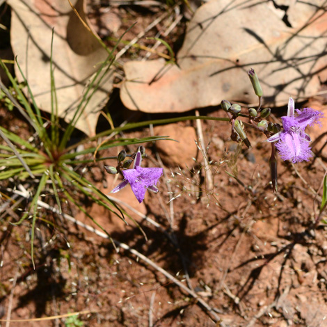 Thysanotus multiflorus whole