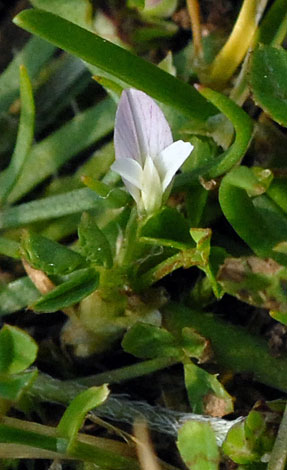 Trifolium ornithopodioides flower