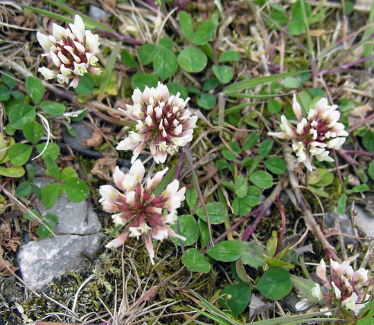 Trifolium reepens