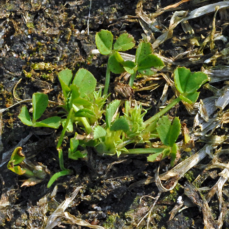 Trifolium suffocatum whole